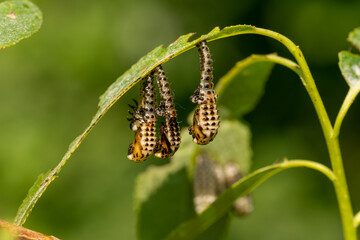 macro close up of a wonderful insect like a spider or fly or beetle on a leaf in beautiful nature