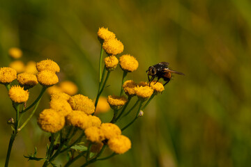 macro close up of a wonderful insect like a spider or fly or beetle on a leaf in beautiful nature