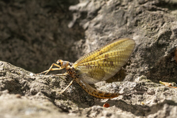 macro close up of a wonderful insect like a spider or fly or beetle on a leaf in beautiful nature