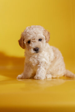 puppy on orange background
