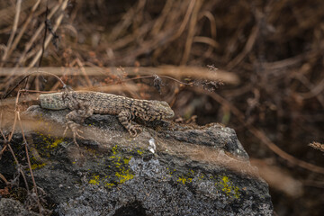 Lizard without a tail