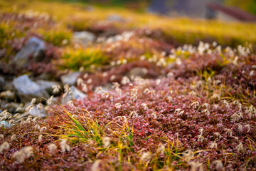 富山県立山町の立山の秋の紅葉の季節に登山している風景 Scenery of climbing Tateyama Mountain in Tateyama Town, Toyama Prefecture, Japan during the season of autumn leaves. 