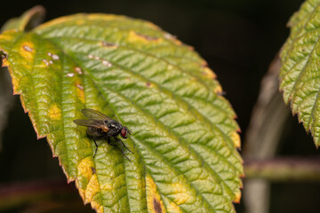 macro close up of a wonderful insect like a spider or fly or beetle on a leaf in beautiful nature