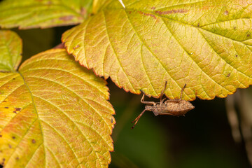 macro close up of a wonderful insect like a spider or fly or beetle on a leaf in beautiful nature