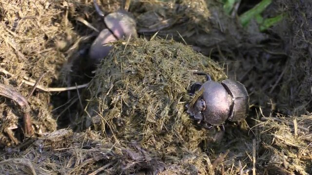 several African dung beetles competing for a dung ball in a pile of rhino dung, close-up shot