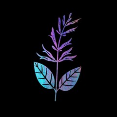 butterfly on black background