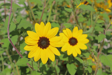 Beach Sunflower vivid yellow in the garden