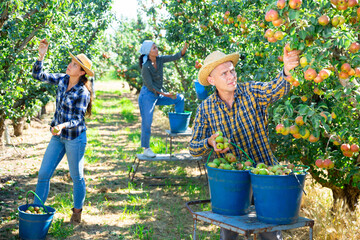 Three workers picking green and pink pears in garden © JackF