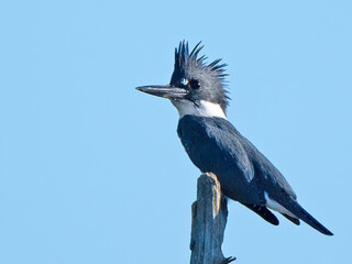 Male Belted Kingfisher on Tree Branch