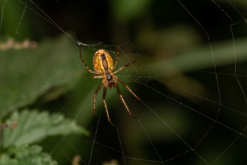 macro close up of a wonderful insect like a spider or fly or beetle on a leaf in beautiful nature