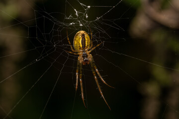 macro close up of a wonderful insect like a spider or fly or beetle on a leaf in beautiful nature