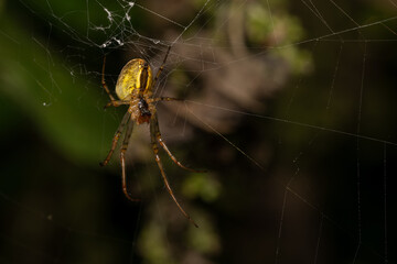 macro close up of a wonderful insect like a spider or fly or beetle on a leaf in beautiful nature