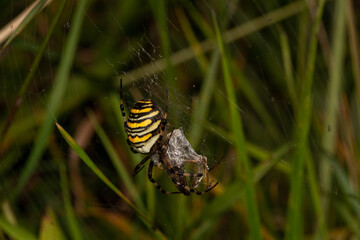 macro close up of a wonderful insect like a spider or fly or beetle on a leaf in beautiful nature