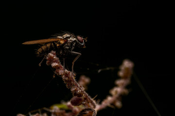 macro close up of a wonderful insect like a spider or fly or beetle on a leaf in beautiful nature