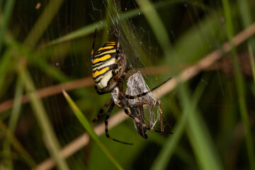 macro close up of a wonderful insect like a spider or fly or beetle on a leaf in beautiful nature