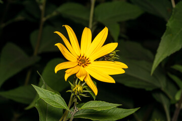 macro close up of a wonderful insect like a spider or fly or beetle on a leaf in beautiful nature