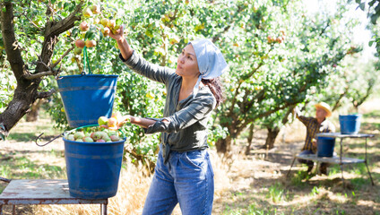 Young asian woman farmer harvesting ripe pears from tree in fruit garden