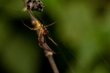macro close up of a wonderful insect like a spider or fly or beetle on a leaf in beautiful nature