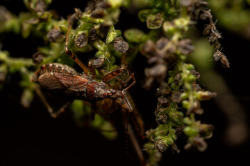 macro close up of a wonderful insect like a spider or fly or beetle on a leaf in beautiful nature