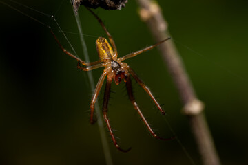 macro close up of a wonderful insect like a spider or fly or beetle on a leaf in beautiful nature