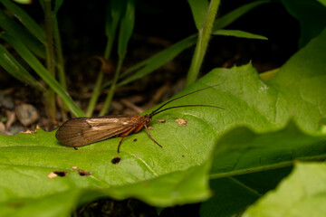 macro close up of a wonderful insect like a spider or fly or beetle on a leaf in beautiful nature