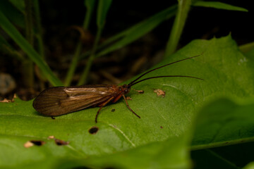 macro close up of a wonderful insect like a spider or fly or beetle on a leaf in beautiful nature