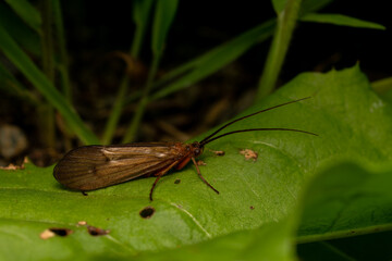 macro close up of a wonderful insect like a spider or fly or beetle on a leaf in beautiful nature