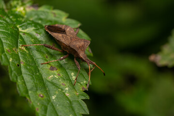 macro close up of a wonderful insect like a spider or fly or beetle on a leaf in beautiful nature