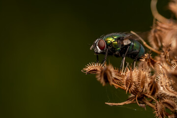 macro close up of a wonderful insect like a spider or fly or beetle on a leaf in beautiful nature