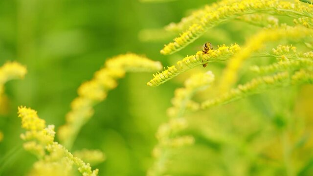 Blooming solidago canadensis. Favorite plant of bumblebees, honeybees and other insects.