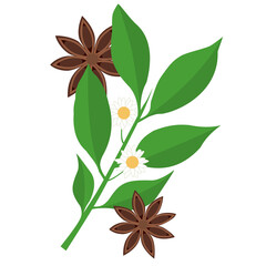 a sprig of star anise and star anise on a white background. vector illustration on a white background. green leaves and brown fruits.