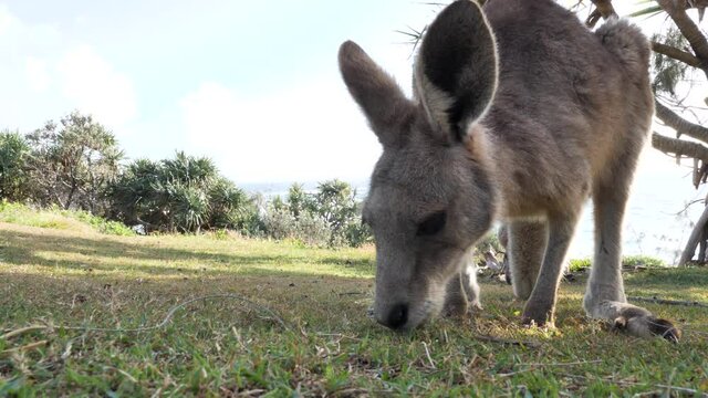 Close-up view of a young joey Kangaroo grazing on a grassy headland. Native Australian animal