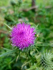 thistle flower in the wild 