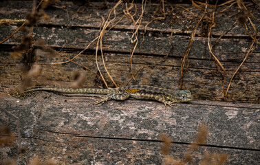 A Lizard over a piece of wood