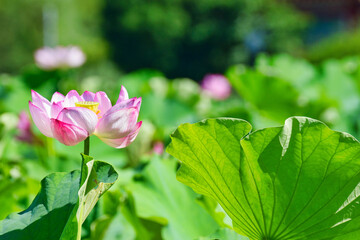 Obraz na płótnie Canvas 東京 上野 不忍池の美しい蓮の花　コピースペースあり（東京都） Beautiful lotus flowers at Shinobazu Pond in Ueno, Tokyo, with copy space (Tokyo, Japan)