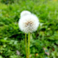 dandelion on green background