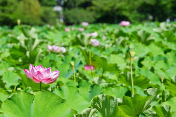 東京 上野 不忍池の美しい蓮の花　コピースペースあり（東京都） Beautiful...