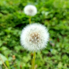 dandelion on green background