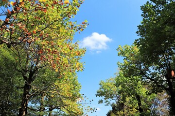 ユリノキと青空