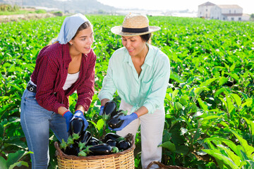 European young woman and Asian woman harvesting eggplants in field.