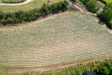 A Paddocks Of Sugar Cane From The Air