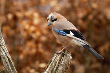 Eurasian jay, garrulus glandarius, sitting on stump in orange autumn nature. Little bird resting on tree in fall environment. Small brown feathered animal looking from wood.