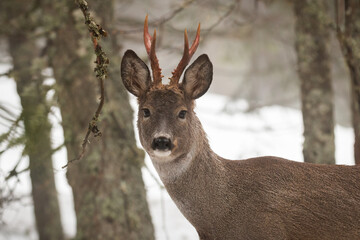 Roe deer, capreolus capreolus, looking to the camera in wintertime nature. Portrait of roebuck staring in snowy forest. Wild mammal watching in white environment in close-up.