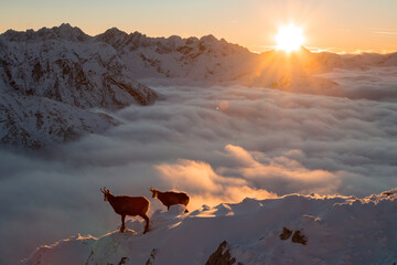 Two tatra chamois, rupicapra rupicapra tatrica, standing on mountains in sunrise. Pair of wild goats looking on horizon in warm sunlight in winter. Horned mammals observing in height with wintry fog. - obrazy, fototapety, plakaty
