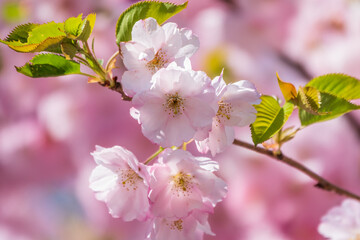 Fototapeta na wymiar Lush blooming pink sakura blossoms. Spring Background image