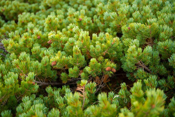 富山県立山町の立山の秋の紅葉の季節に登山している風景 Scenery of climbing Tateyama Mountain in Tateyama Town, Toyama Prefecture, Japan during the season of autumn leaves. 