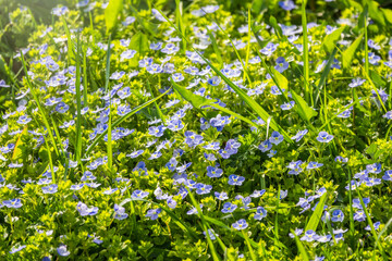 Veronica chamaedrys plant with blue flowers in the grass for background. Natural spring background