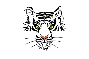 The tiger's face is behind the curb. Peeping predatory animal isolated on white background. Vector symbol of New Year. The danger and beauty of wild nature. Contour drawing for a tattoo.