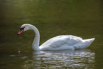 A graceful white swan swimming on a lake with dark green water. The white swan is reflected in the water