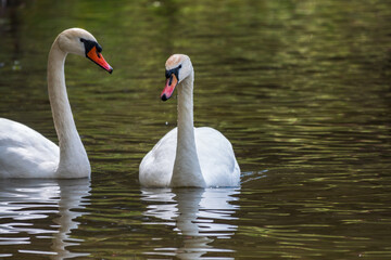 Two graceful white swans swim in the dark water.